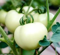 Unveiling the Power of White Tomatoes: A Natural Solution to Pigmentation Woes